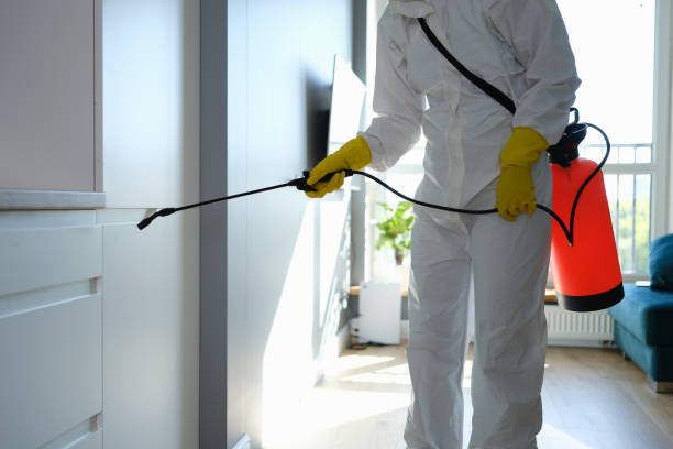 Trusted Nags Head, NC Mold Removal Experts